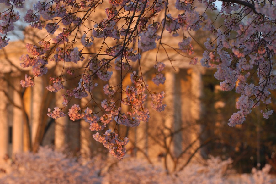 Cherry Blossoms | Sunset
